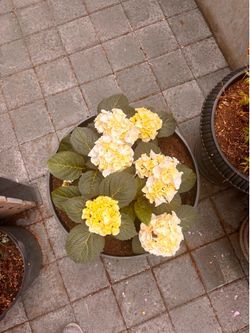 Lovely hydrangeas white cream