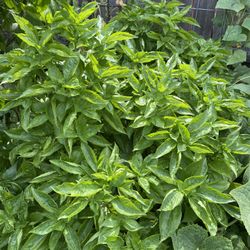 Large Basil Plant