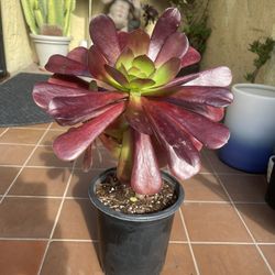 Purple Aeonium Succulent Plant 18” tall