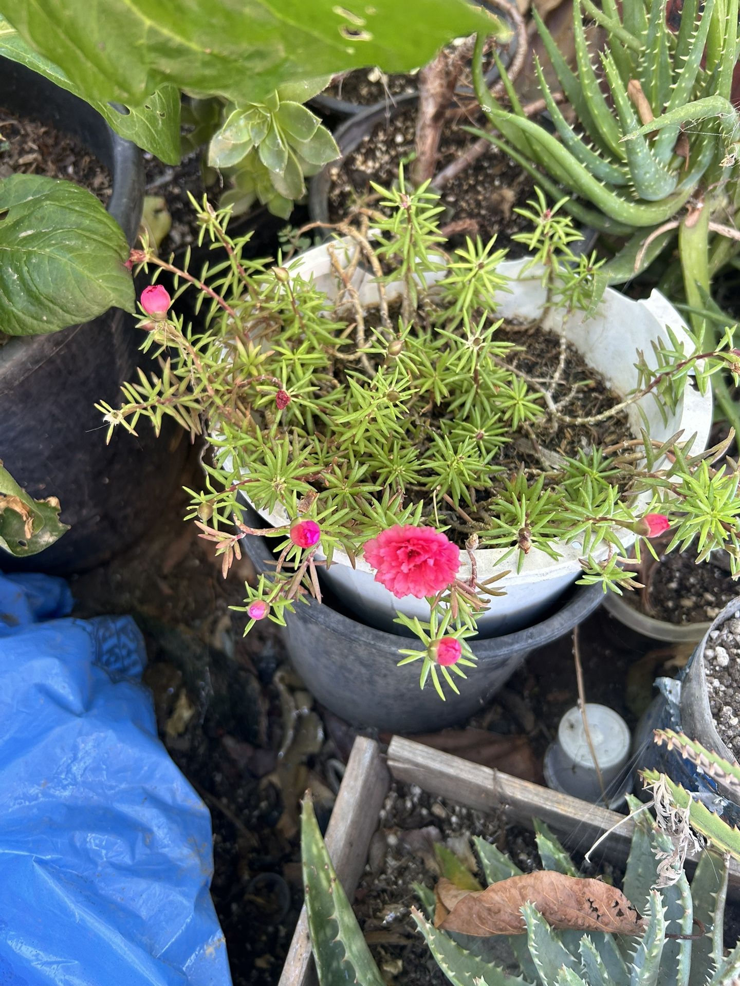 Planta