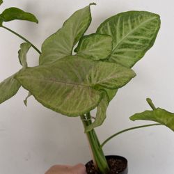 Beautiful Pink Confetti Syngonium Plant