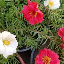 Portulaca Plant, Amor de un rato Plantas 