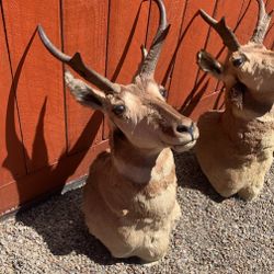 Antelope And Deer Mounts Real 