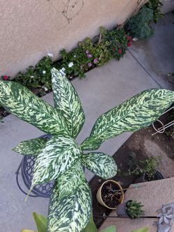 Dieffenbachia White BLIZZARD Plant $30