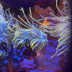 Rapunzel Torch Coral - 100 Per Head