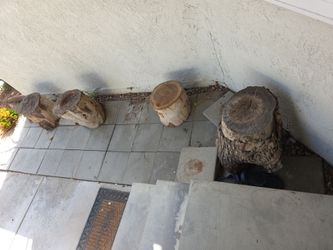tree trunks (pine)