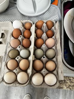 Farm Fresh Eggs!