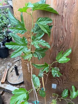 Oscar Mulberry with fruit on it