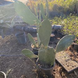 nopal 