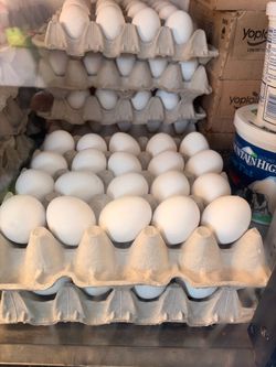 20ct eggs