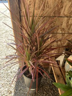 Indoor Plant
