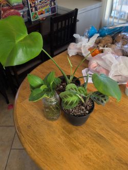 Plants Bundle