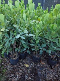 clusias podocarpus  Only  instant privacy  Hedge  for fences