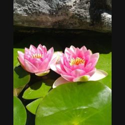 Water Plant $30 For Each Pot, Has Flower $40 For One Pot Pick Up At Old Town Murrieta Or Hemet 