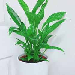 Variegated Peace Lily Spathiphyllum Wallisii ‘ Domino ’ Plants - 6” Nursery Container - White Ceramic Pot Not Including - $30 Valued 