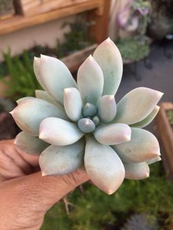 Succulents
