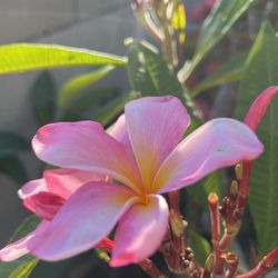 Plumeria