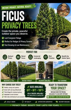Ficus Privacy Trees Nursery Grown