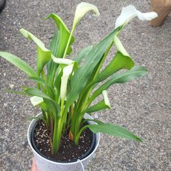 Calla Lily Plant 6" Pot  $5 Each