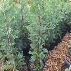 Leyland Cypress (3 Gal)