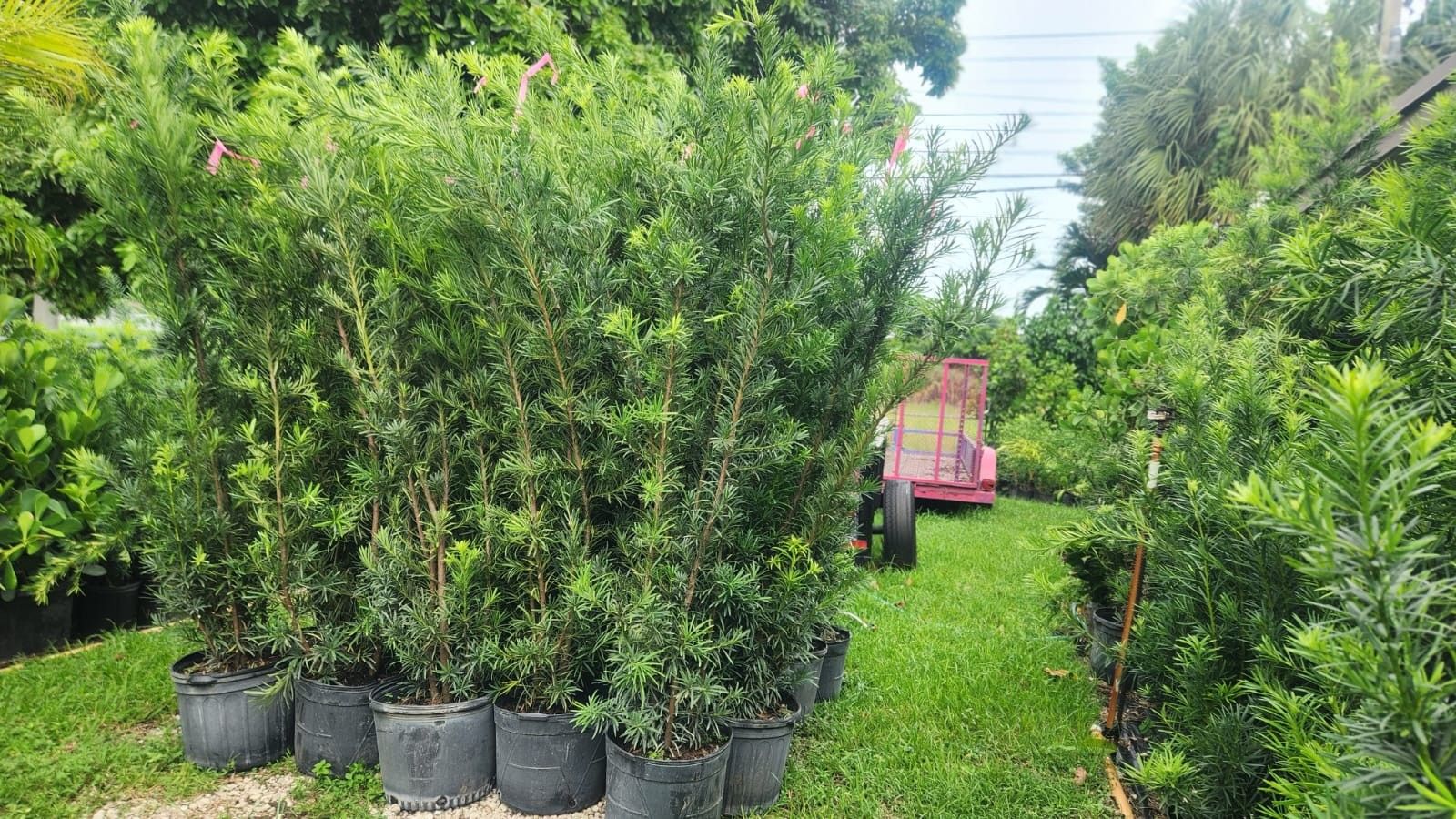 Beautiful Podocarpus About 6 Feet Tall For Just $35 Instant Privacy Plants Green Fencing Privacy Hedges 