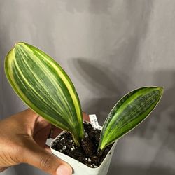 Variegated Whale Fin With Pup