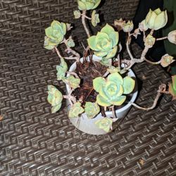 Aeonium (Green) - In Pot 