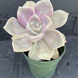 Succulents 