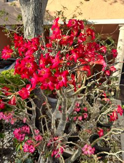 50+ Years Old Desert Rose/Adenium! 