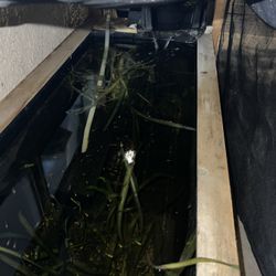 Above Ground Mini Pond