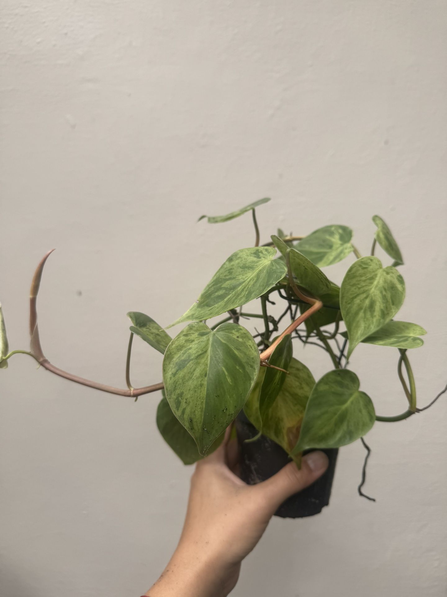 Variegated Heartleaf Philodendron Plant