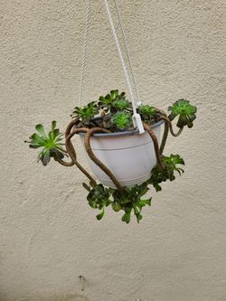 Succulent