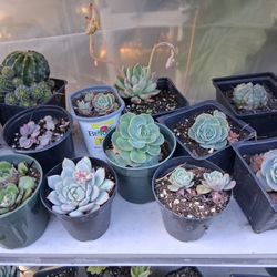 Assorted Succulents 