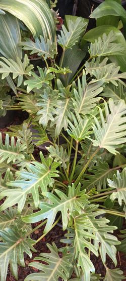 Indoor and outdoor plants.