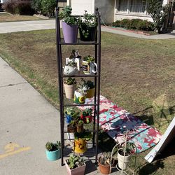Succulents
