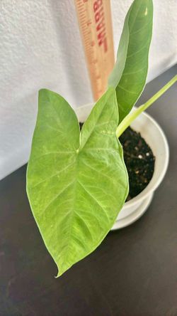 Real elephant real plant