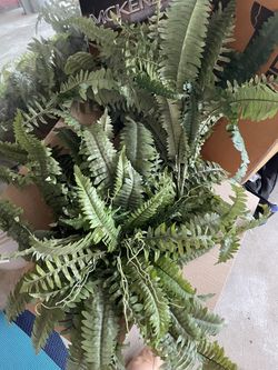 Fake Ferns For Large Pot