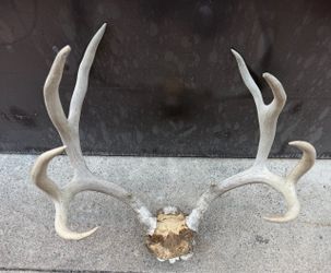 Vintage deer antlers mount