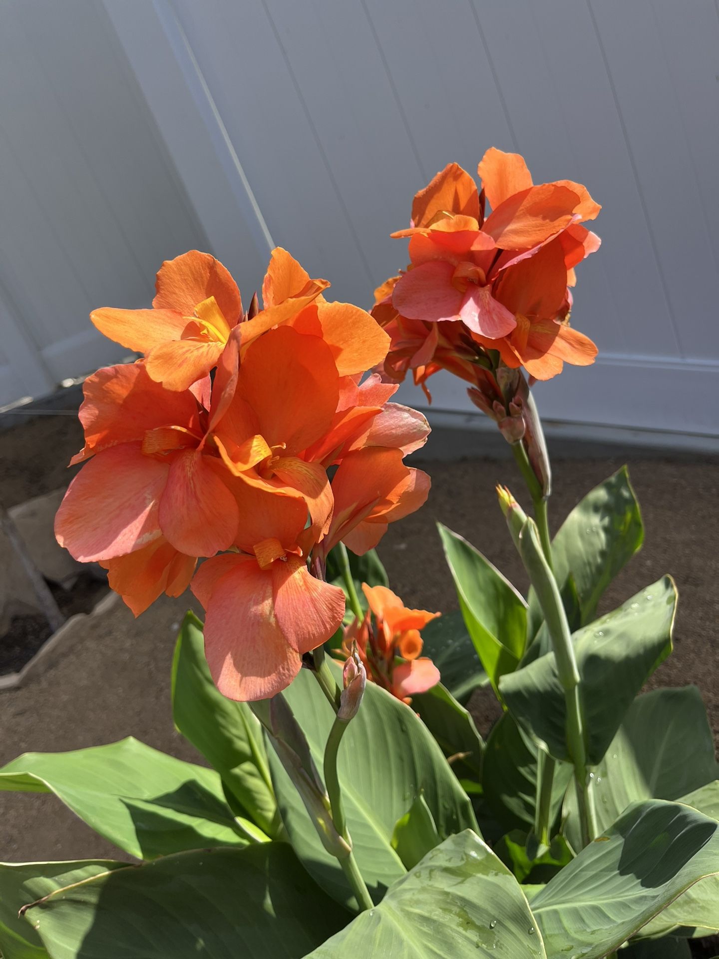 Canna Lily Orange- Potted Plant- 2 Plants In 1 Pot