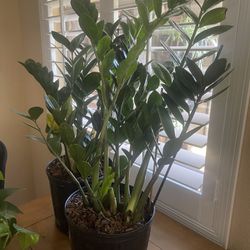 ZZ Plant In 9” Pot Over 2.5 Feet Tall