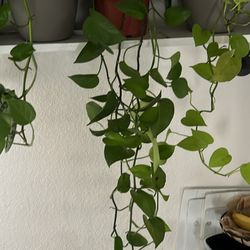 Super Long Pothos House Plant Pet Friendly 