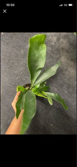 4” pot staghorn fern; 95820