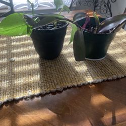 Plants for home!    Please 