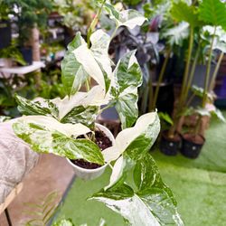 Plants (4”pot🌿Syngoniums Albo )