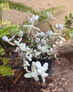 Cotyledon Ghost succulent