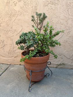 Mixed Succulent Arrangement in Terracotta Pot with Metal Stand