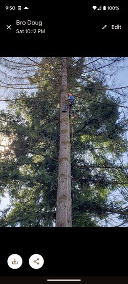 Trees