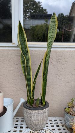 snake plant in a beautiful pot