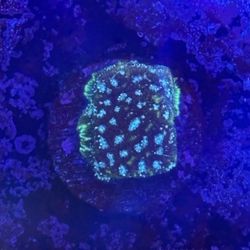 Frankenstein Lepto Display Decor