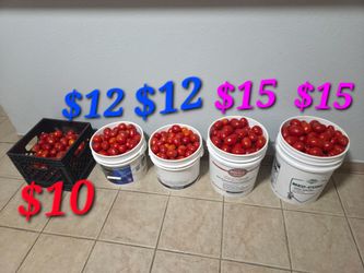Fresh tomatoes